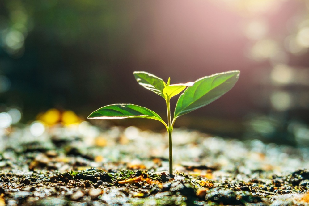 Green plant growing